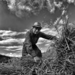 harvest claudio dell'osa ph