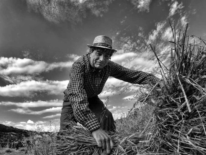 harvest claudio dell'osa ph