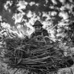 harvest claudio dell'osa ph