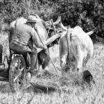 harvest claudio dell'osa ph