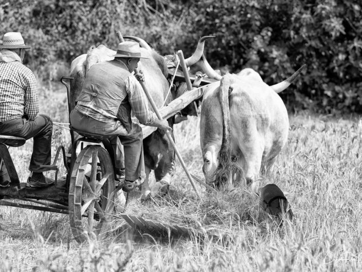 harvest claudio dell'osa ph