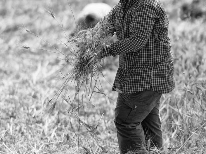 harvest claudio dell'osa ph