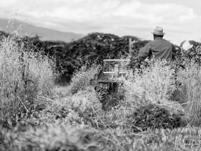 harvest claudio dell'osa ph