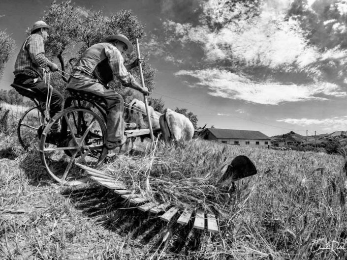harvest claudio dell'osa ph
