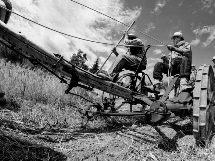 harvest claudio dell'osa ph
