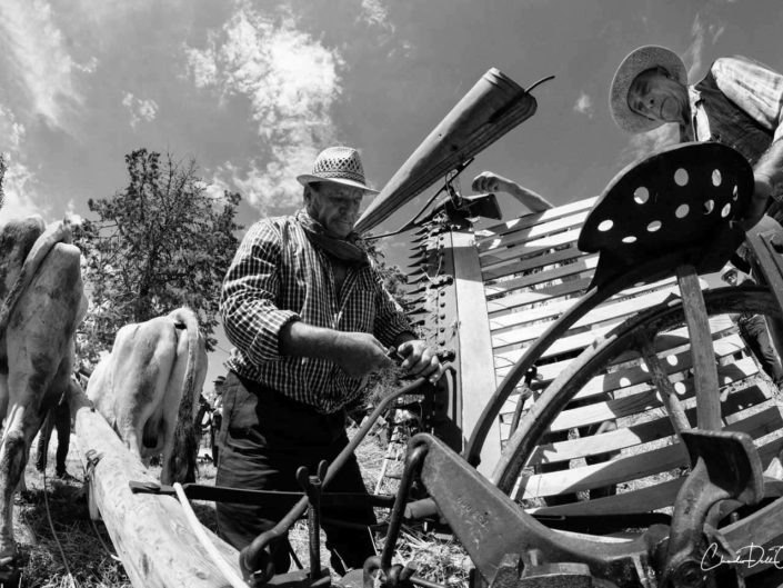 harvest claudio dell'osa ph