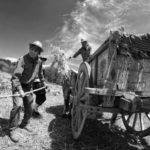 harvest claudio dell'osa ph