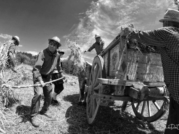 harvest claudio dell'osa ph