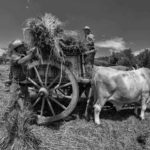 harvest claudio dell'osa ph