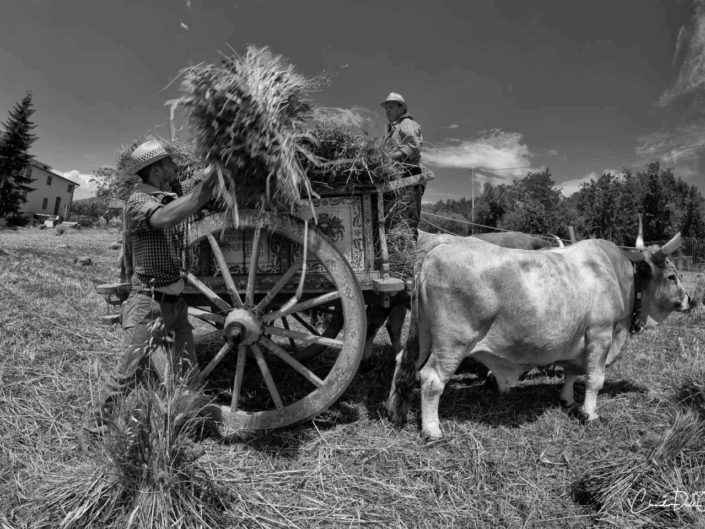 harvest claudio dell'osa ph
