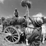 harvest claudio dell'osa ph