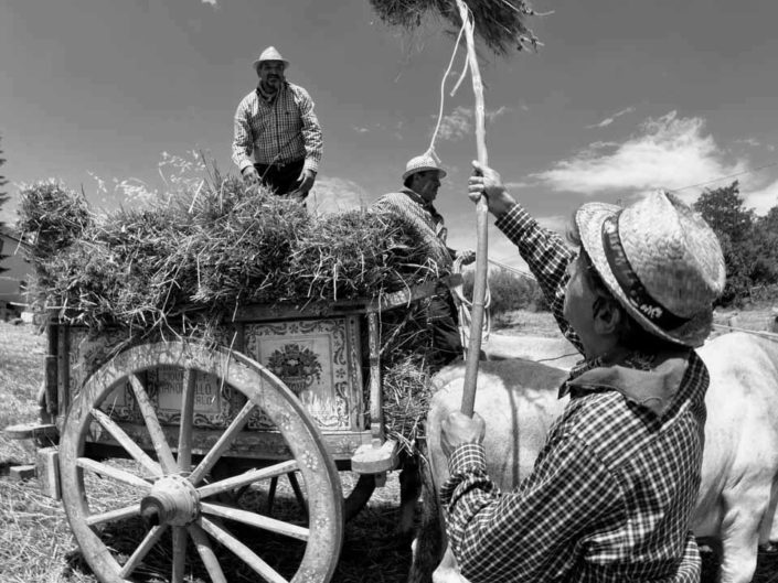 harvest claudio dell'osa ph