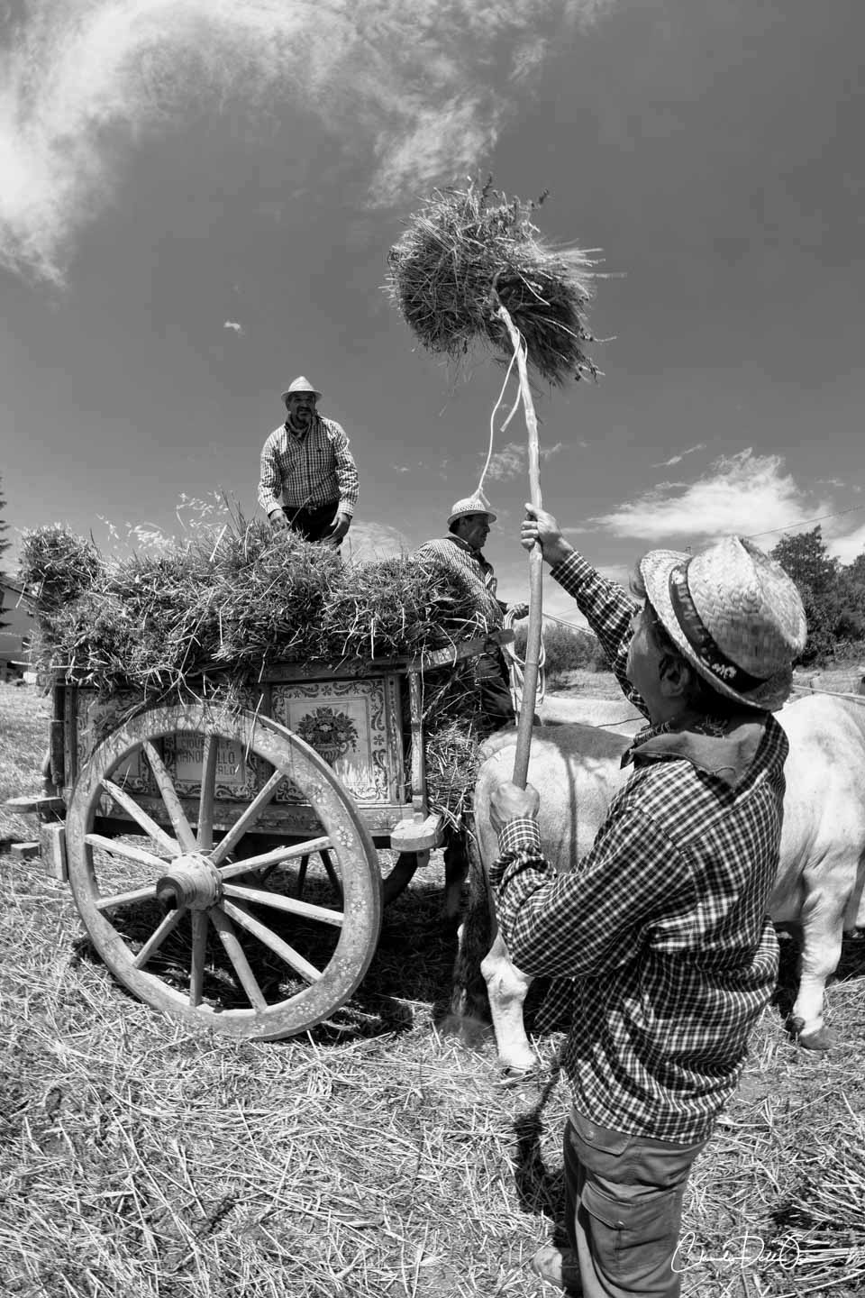 harvest claudio dell'osa ph