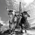 harvest claudio dell'osa ph